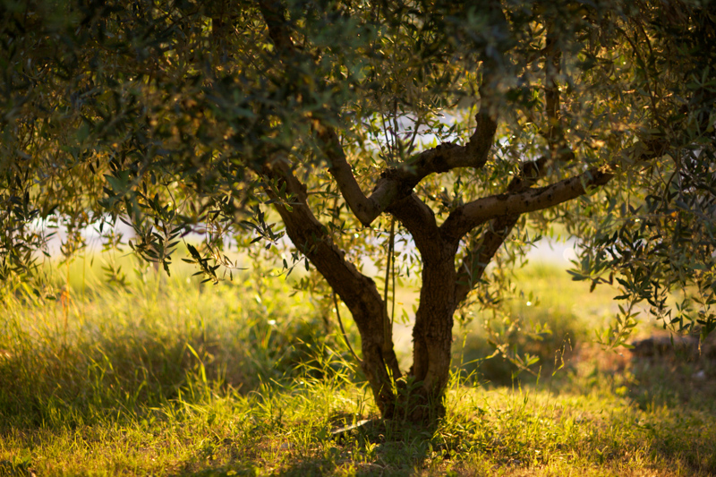 gli ulivi tutt'intorno all'agriturismo donavano un'olio davvero eccezionale...