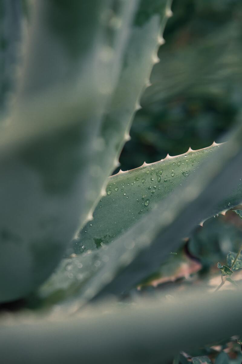 cliomakeup-ricrescita-sopracciglia-aloe