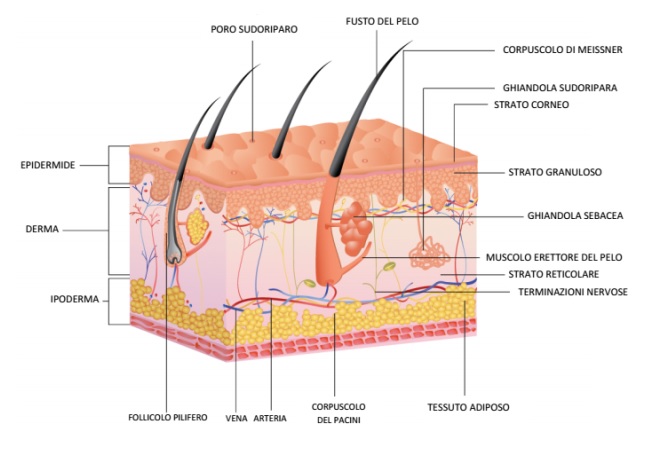 cliomakeup-depilazione-viso-16