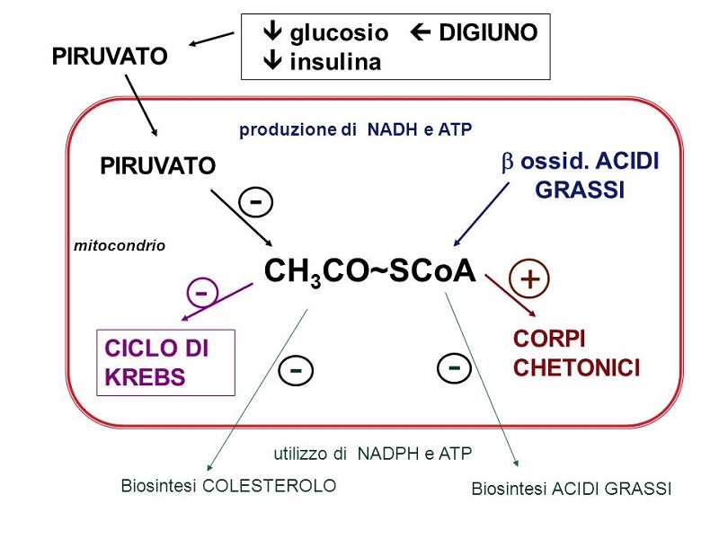 cliomakeup-dieta-chetogenica-corpi-chetonici-formazione-3