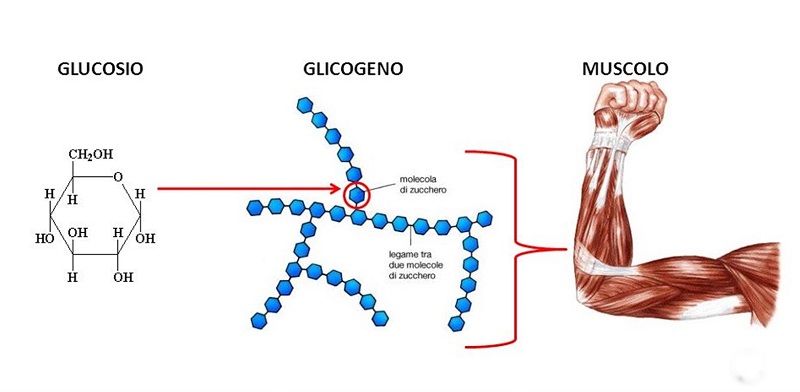 cliomakeup-dimagrire-velocemente-glicogeno