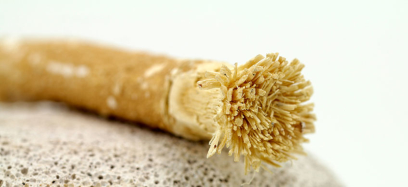 cliomakeup-spazzolino-denti-bambù-18-miswak-primo-piano-