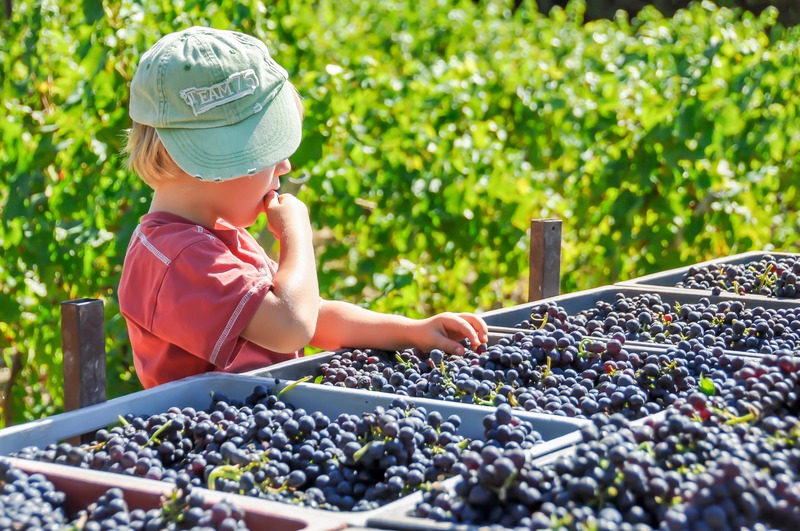 weekend-settembre-vendemmia-bambini