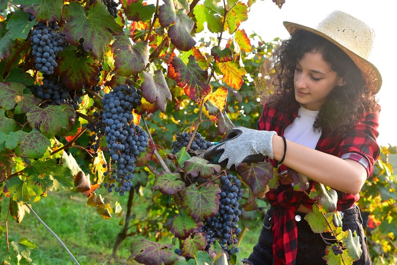 weekend-settembre-vendemmia-italia