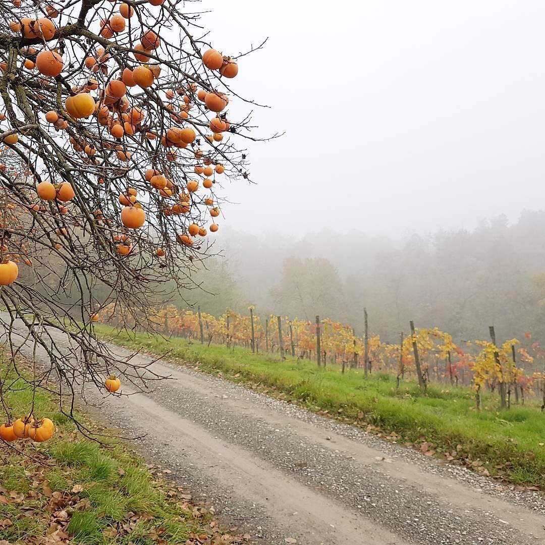 cliomakeup-viaggi-italia-autunno-2-colli-piacentini