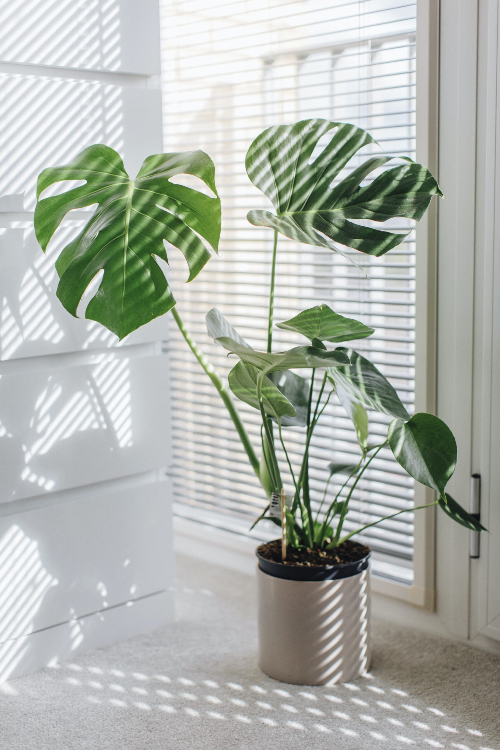 cliomakeup-piante-appartamento-2-monstera