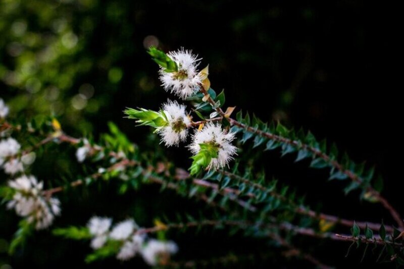 cliomakeup-utilizzi-beauty-tea-tree-oil-melaleuca