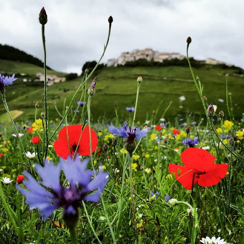 cliomakeup-borghi-visitare-primavera-fioritura-castelluccio-norcia