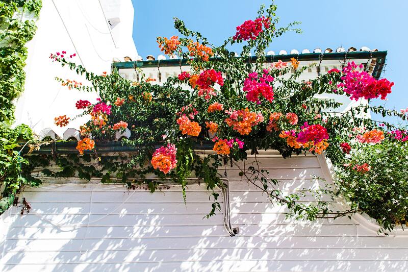 cliomakeup-balcone-in-primavera-geranicliomakeup-balcone-in-primavera-gerani