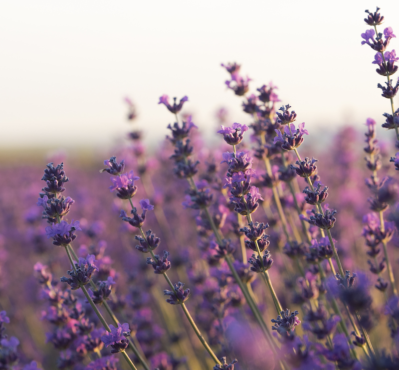 cliomakeup-lavanda-1