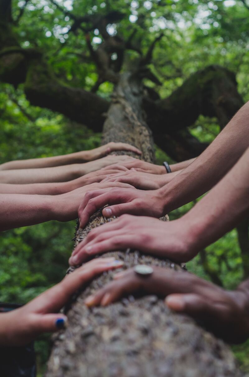 cliomakeup-forest-bathing-alberi