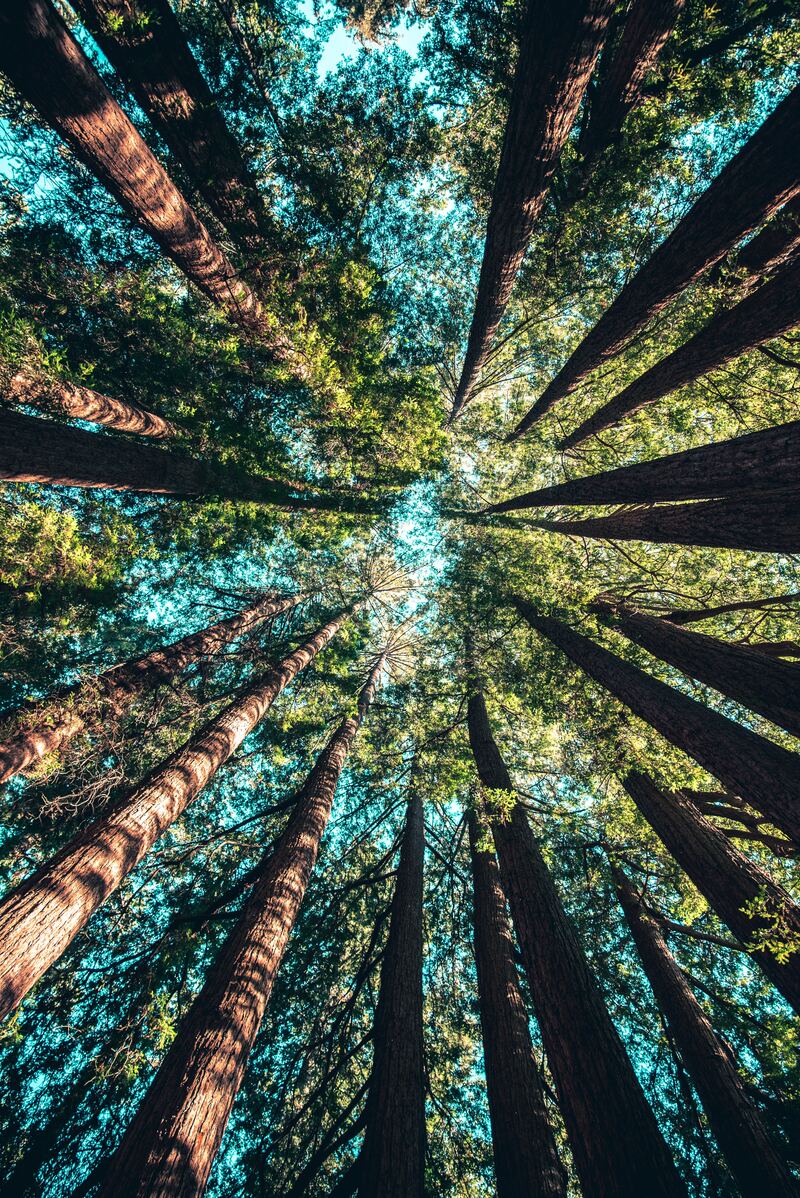 cliomakeup-forest-bathing-bosco