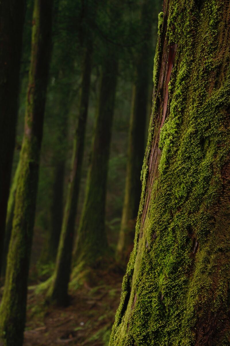 cliomakeup-forest-bathing-tronchi