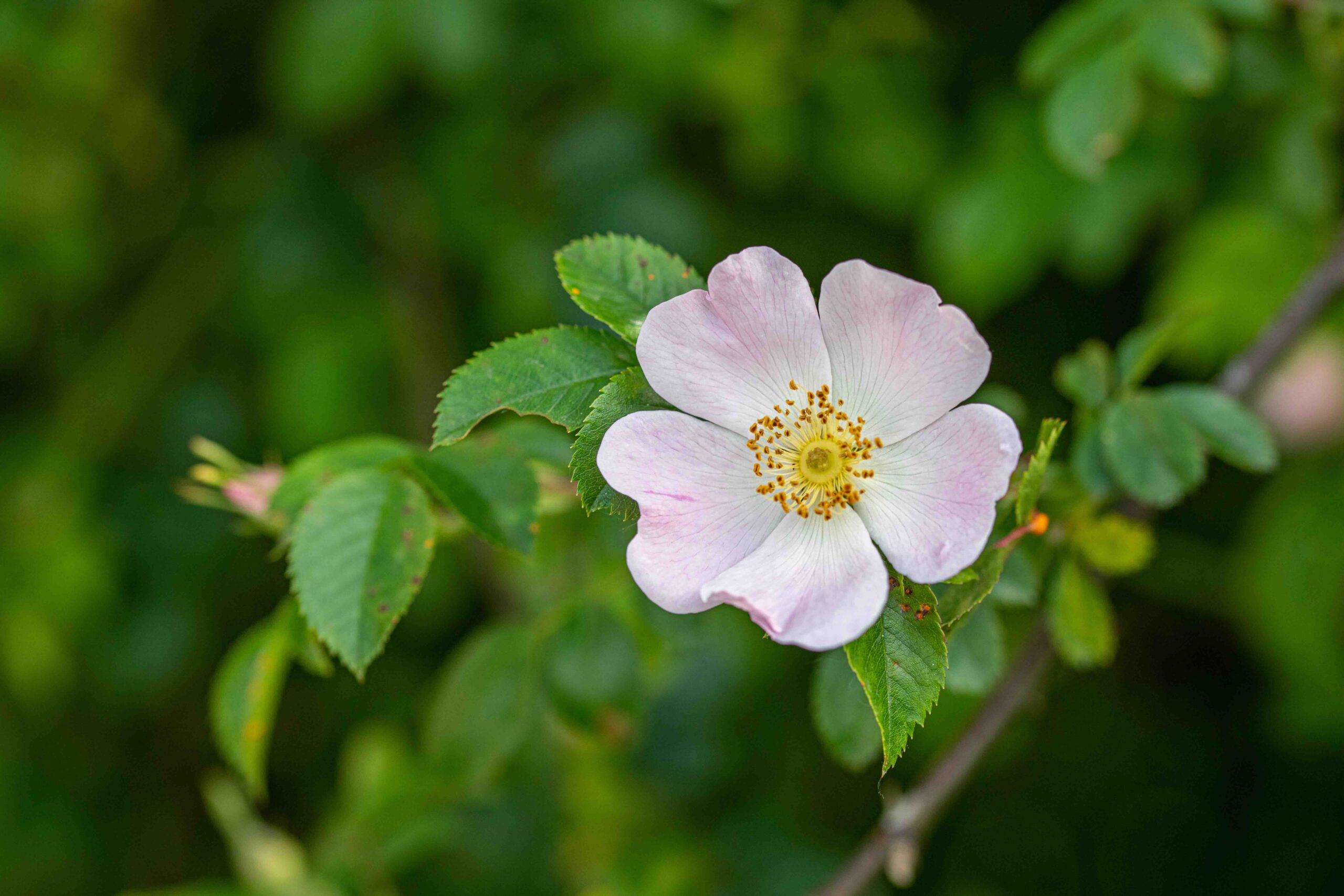 Ciomakeup-mese-maggio-rosa-canina