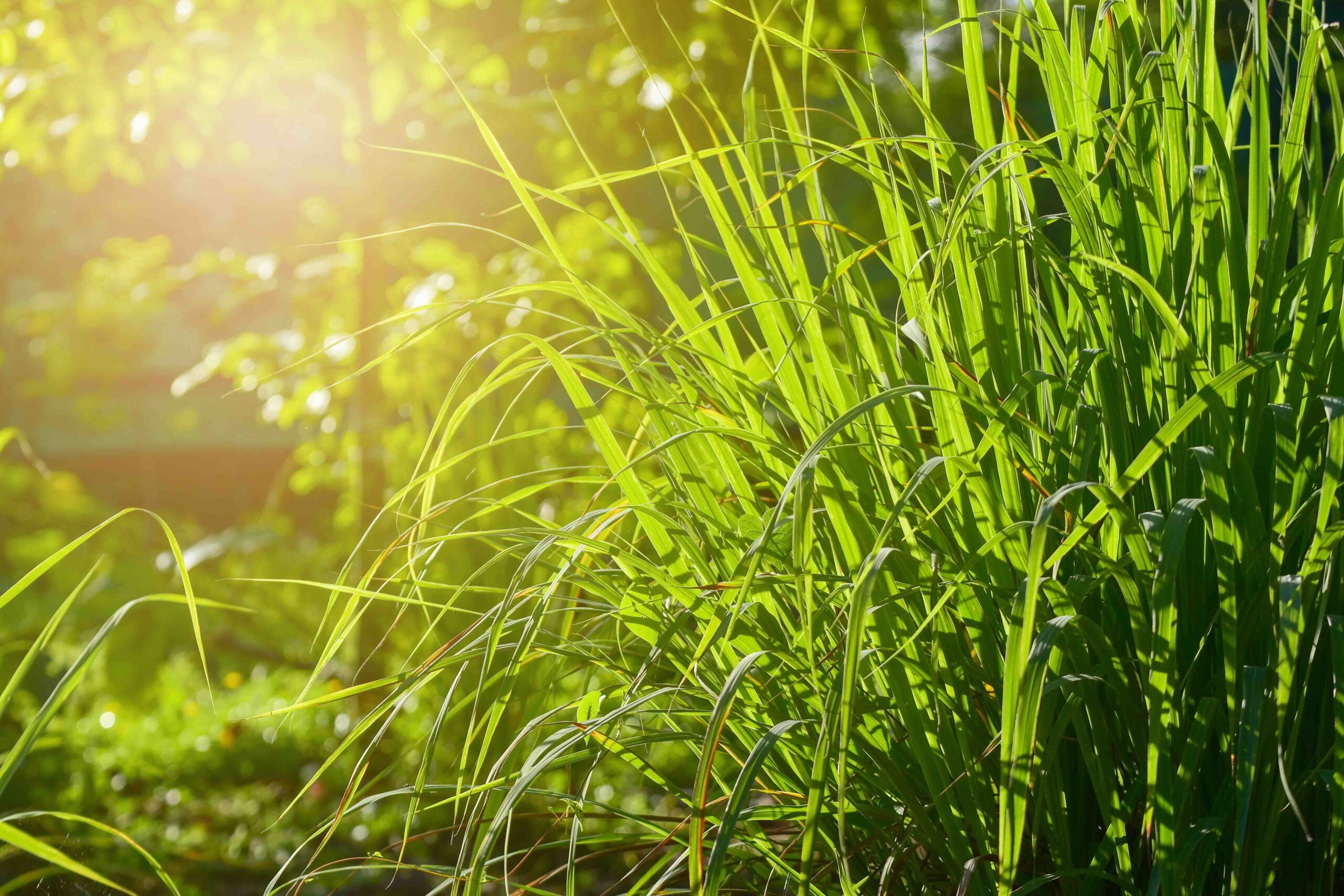 Cliomakeup-rimedi-naturali-zanzare-citronella