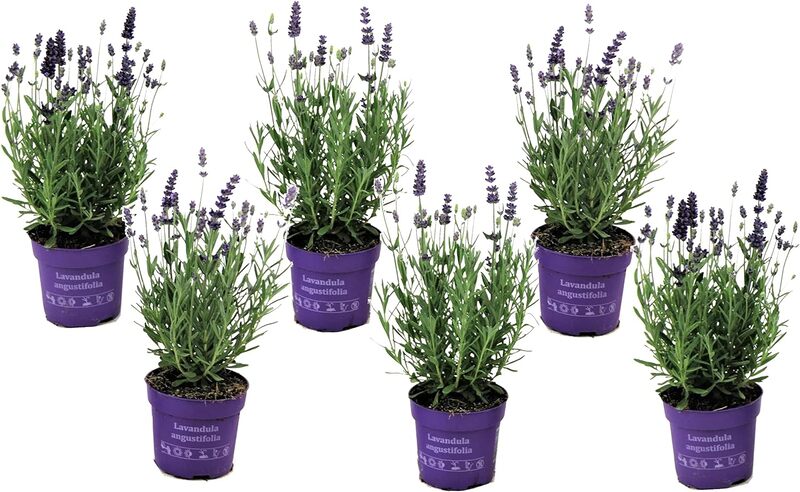 cliomakeup-come-arredare-terrazzo-estate-lavanda