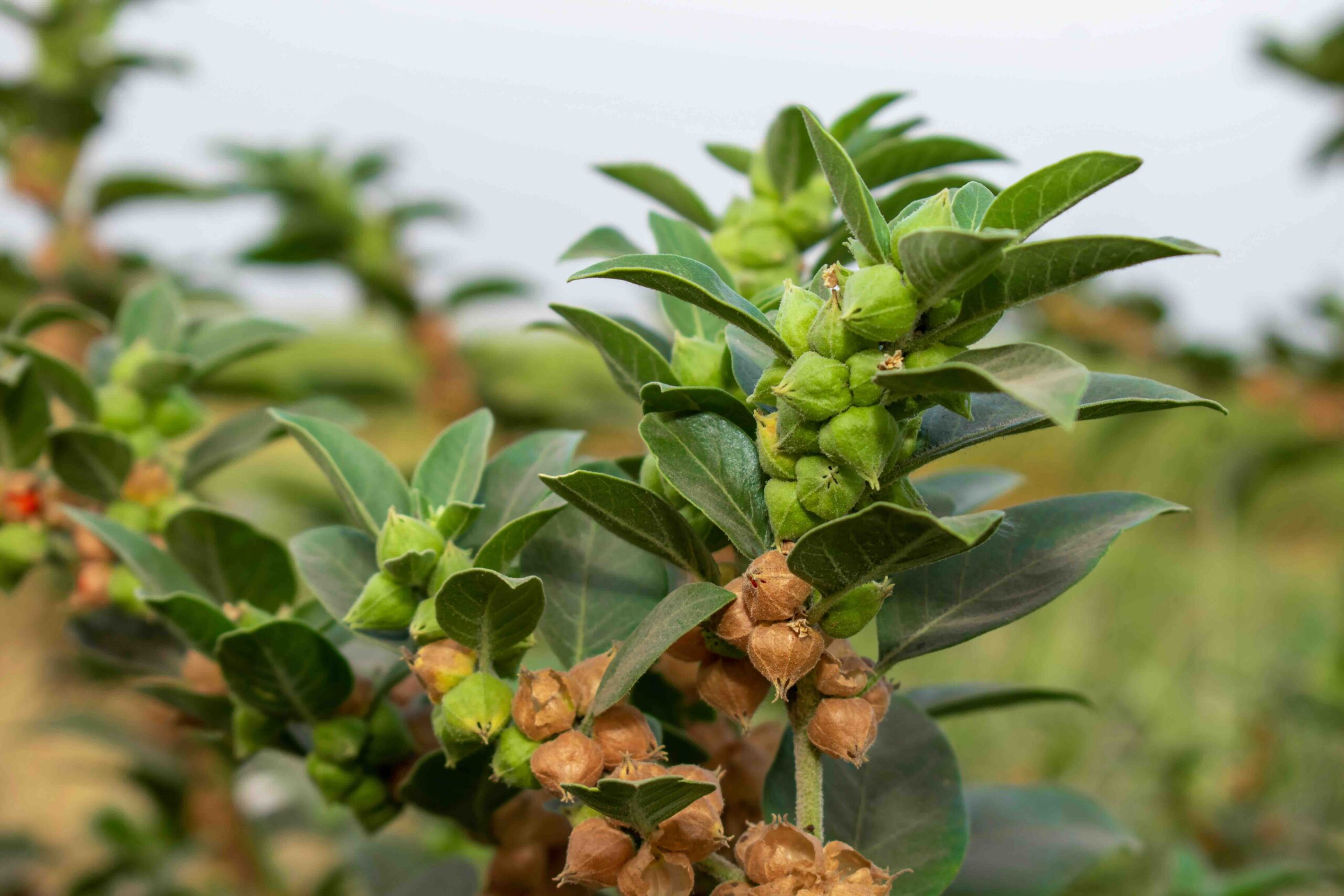 ashwagandha-pianta-foglie-radici